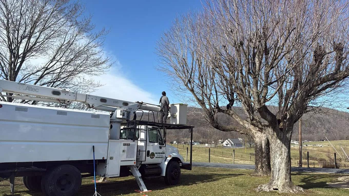 Completed tree work by Y & VA Tree Services in Charlotte, NC