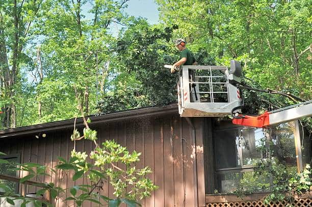 Tree removal service